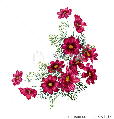 Watercolor bouquet of red and purple cosmos flowers. Illustration for design of templates, cards, postcards for Mother's Day, Valentine's Day, textiles, fabrics, perfume, aromatherapy, alchemy, magic Watercolor bouquet of red and purple cosmos flowers. Illustration for design of templates, cards, postcards for Mother's Day, Valentine's Day, textiles, fabrics, perfume, aromatherapy, alchemy, magic 115971217