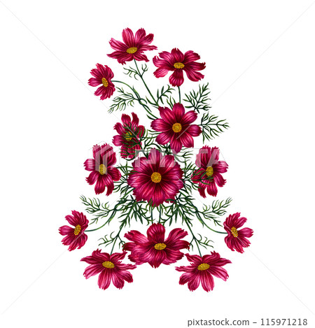 Watercolor bouquet of red and purple cosmos flowers. Illustration for design of templates, cards, postcards for Mother's Day, Valentine's Day, textiles, fabrics, perfume, aromatherapy, alchemy, magic Watercolor bouquet of red and purple cosmos flowers. Illustration for design of templates, cards, postcards for Mother's Day, Valentine's Day, textiles, fabrics, perfume, aromatherapy, alchemy, magic 115971218