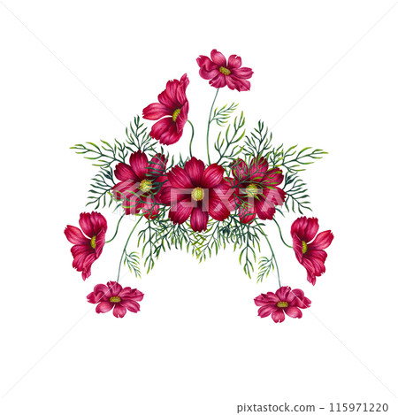 Watercolor bouquet of red and purple cosmos flowers. Illustration for design of templates, cards, postcards for Mother's Day, Valentine's Day, textiles, fabrics, perfume, aromatherapy, alchemy, magic Watercolor bouquet of red and purple cosmos flowers. Illustration for design of templates, cards, postcards for Mother's Day, Valentine's Day, textiles, fabrics, perfume, aromatherapy, alchemy, magic 115971220