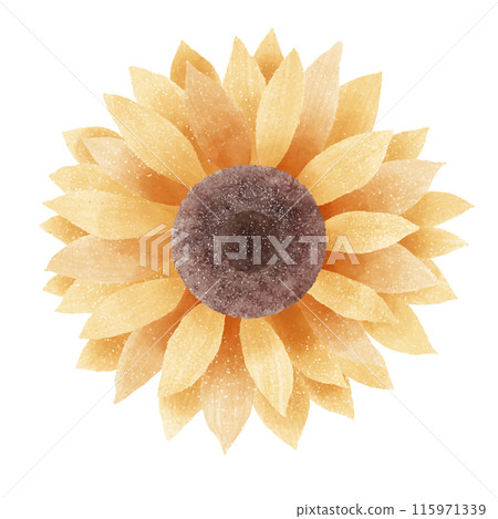 Watercolor Hand drawn illustration Rustic watercolor autumn Sunflower 115971339