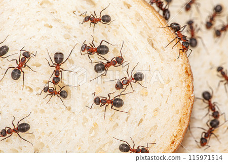 Picture of an anthill, where several slices of bread are placed to help the ants get food. Ants are very diligent insects, macro picture. Picture of an anthill, where several slices of bread are placed to help the ants get food. Ants are very diligent insects, macro picture. 115971514
