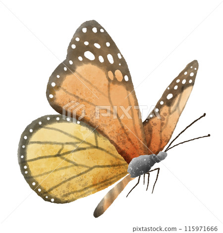 Watercolor Hand drawn illustration Rustic watercolor orange black polka dot buttefly Watercolor Hand drawn illustration Rustic watercolor orange black polka dot buttefly 115971666