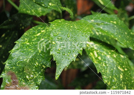 Filia oak: with water droplets (taken in the rain) 115971842