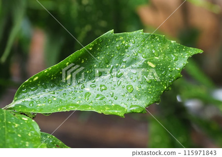 Filia oak: with water droplets (taken in the rain) Filia oak: with water droplets (taken in the rain) 115971843