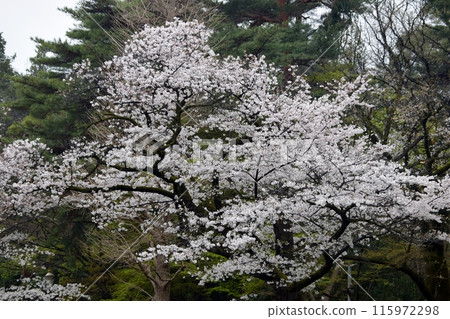 Cherry Blossoms	 115972298