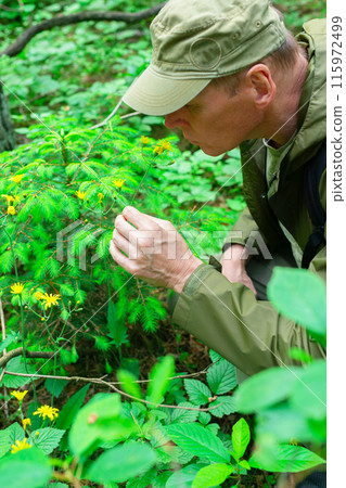 Male smelling flowers in nature, enjoying wildflower Mature man experiencing serenity Peaceful Male smelling flowers in nature, enjoying wildflower Mature man experiencing serenity Peaceful 115972499