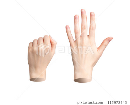 Hand gestures, clenched fist and open palm. Closed and spread fingers, realistic woman anatomy. 115972543