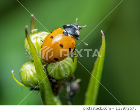 Ladybird on garden green plant chasing aphids 115972573
