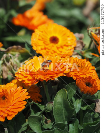 金盞花 (Calendula officinalis) 金盞花 (Calendula officinalis) 115972799