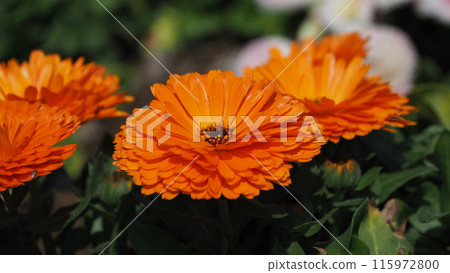金盞花 (Calendula officinalis) 金盞花 (Calendula officinalis) 115972800