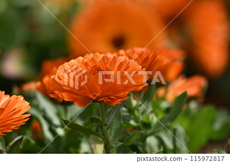 Calendula officinalis (Calendula officinalis) Calendula officinalis (Calendula officinalis) 115972817