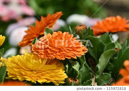 金盞花 (Calendula officinalis) 115972818