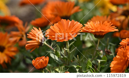 金盞花 (Calendula officinalis) 115972819