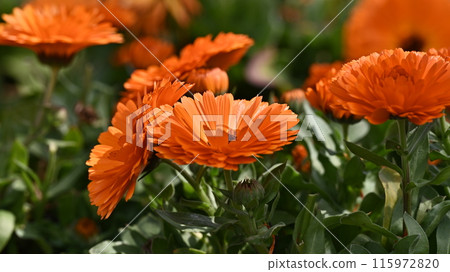 金盞花 (Calendula officinalis) 115972820
