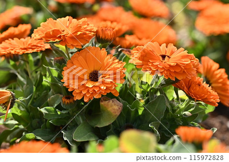 金盞花 (Calendula officinalis) 金盞花 (Calendula officinalis) 115972828