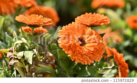 金盞花 (Calendula officinalis) 115972829