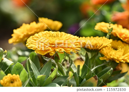 金盞花 (Calendula officinalis) 金盞花 (Calendula officinalis) 115972830