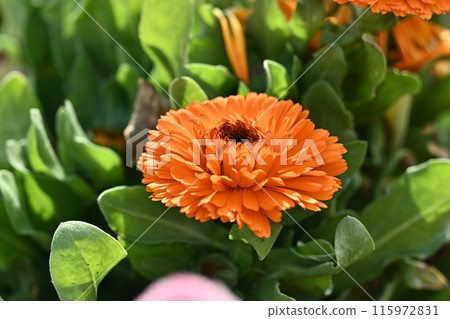 金盞花 (Calendula officinalis) 115972831