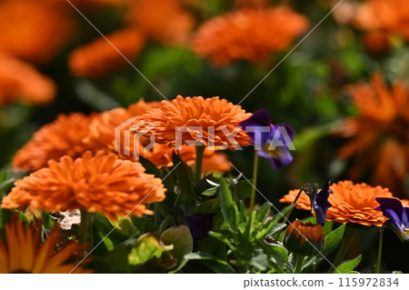 Calendula officinalis (Calendula officinalis) Calendula officinalis (Calendula officinalis) 115972834
