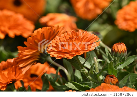 Calendula officinalis (Calendula officinalis) Calendula officinalis (Calendula officinalis) 115972862