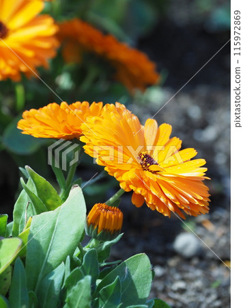 金盞花 (Calendula officinalis) 金盞花 (Calendula officinalis) 115972869