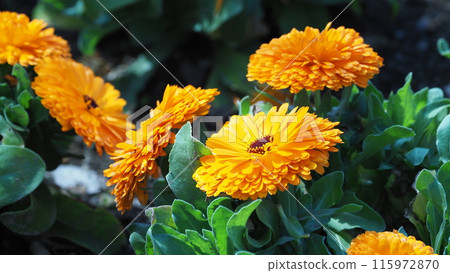 Calendula officinalis (Calendula officinalis) Calendula officinalis (Calendula officinalis) 115972870