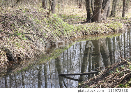 Early spring landscape with a small wild river, bare trees, reflections in the water, dry grass 115972888