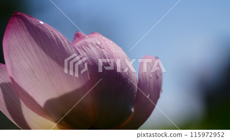 Lotus flowers shine brightly against the blue sky, and are fresh with drops of water. 115972952