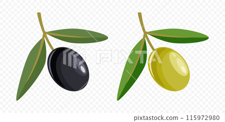 Flat Vector Black and Green Olives Set. Hand Drawn Olive Tree Berry, Branch Clipart. Olive Twig with Leaves. Design Template for Olive Oil Products, Packaging, Food Concept 115972980