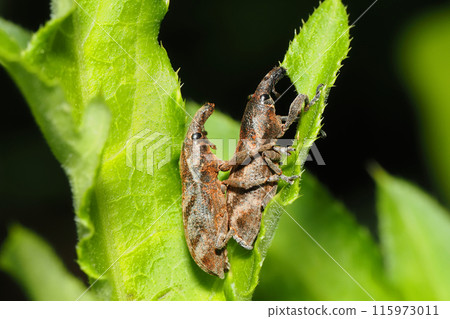 Striped boll weevil (pair) Striped boll weevil (pair) 115973011