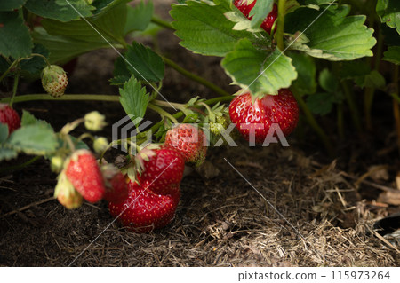 Fresh ripe red strawberry in garden bed. Summer home grown organic harvest. Close up. Outdoors. 115973264