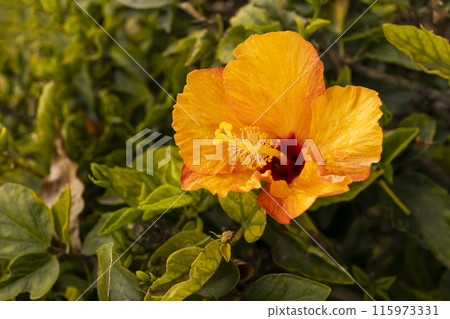 Closeup Yellow Orange Tropical Hibiscus Live Plant or Chinese Rose, Single Flower. Nursery Evergreen Tree. Floriculture, Landscape. Outdoor Shoeblack Plant, Hawaii Flower, Shoe Mallow Closeup Yellow Orange Tropical Hibiscus Live Plant or Chinese Rose, Single Flower. Nursery Evergreen Tree. Floriculture, Landscape. Outdoor Shoeblack Plant, Hawaii Flower, Shoe Mallow 115973331