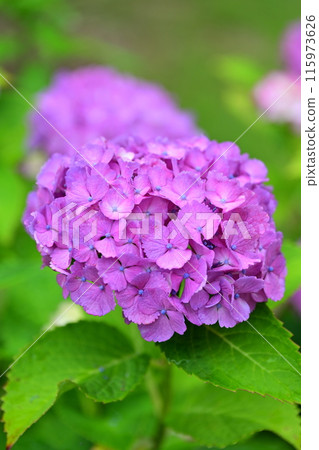 帶有雨滴的繡球花(最適合雨季的形象) 帶有雨滴的繡球花(最適合雨季的形象) 115973626