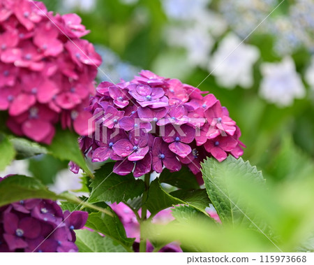 帶有雨滴的繡球花(最適合雨季的形象) 帶有雨滴的繡球花(最適合雨季的形象) 115973668
