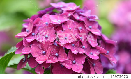 帶有雨滴的繡球花(最適合雨季的形象) 帶有雨滴的繡球花(最適合雨季的形象) 115973670