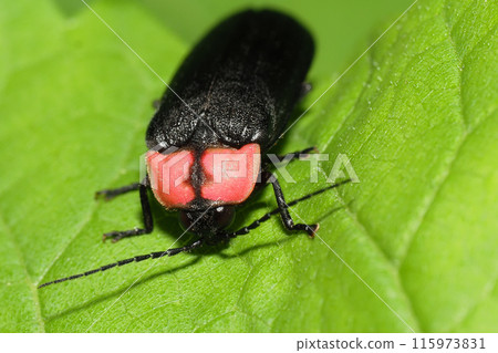 Genji firefly Genji firefly 115973831