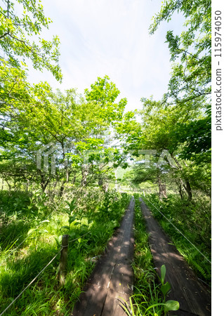 初夏的栃木縣那須鹽原市沼原濕地的海濱長廊,周圍綠樹環繞 初夏的栃木縣那須鹽原市沼原濕地的海濱長廊,周圍綠樹環繞 115974050