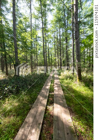 Scenery of a forest with boardwalks in the Numappara marshlands, Nasushiobara city, Tochigi prefecture Scenery of a forest with boardwalks in the Numappara marshlands, Nasushiobara city, Tochigi prefecture 115974101