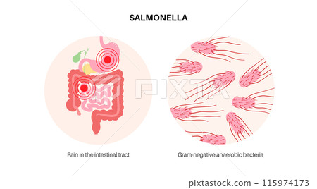 .Salmonella Typhimurium Cells 115974173