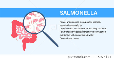 .Salmonella Typhimurium Cells .Salmonella Typhimurium Cells 115974174