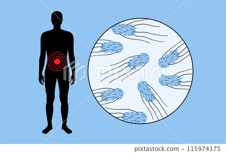 .Salmonella Typhimurium Cells .Salmonella Typhimurium Cells 115974175