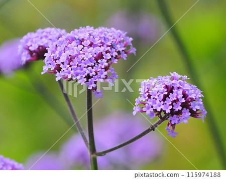Verbena (Verbena bonariensis) Verbena (Verbena bonariensis) 115974188