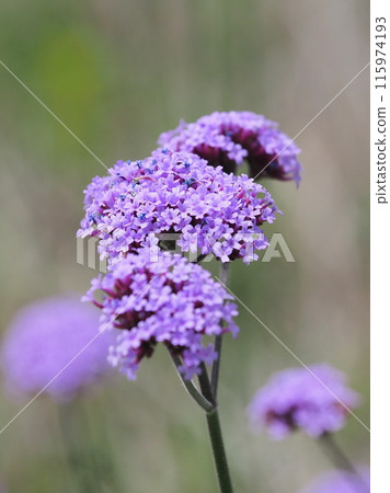 Verbena (Verbena bonariensis) 115974193