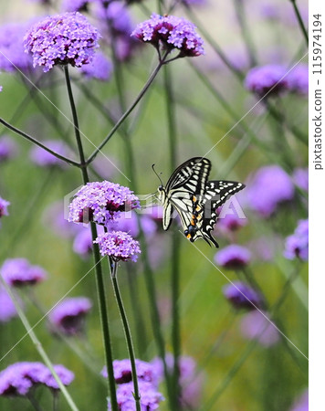 Verbena (Verbena bonariensis) Verbena (Verbena bonariensis) 115974194