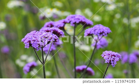 Verbena (Verbena bonariensis) Verbena (Verbena bonariensis) 115974195