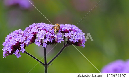 Verbena (Verbena bonariensis) Verbena (Verbena bonariensis) 115974197