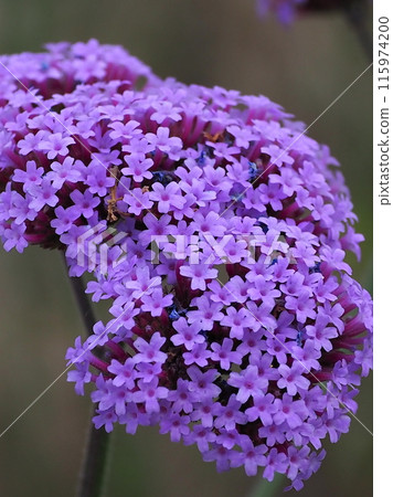 Verbena (Verbena bonariensis) Verbena (Verbena bonariensis) 115974200