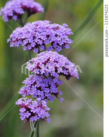 馬鞭草（Verbena bonariensis） 115974225