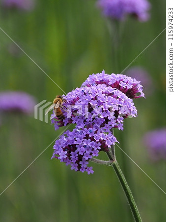 馬鞭草（Verbena bonariensis） 115974233