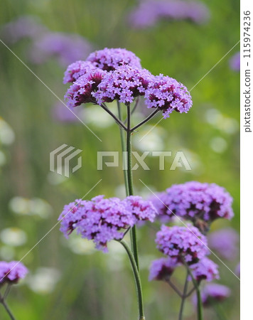 Verbena (Verbena bonariensis) 115974236